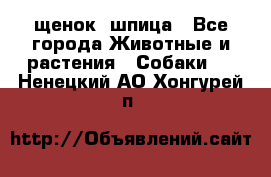 щенок  шпица - Все города Животные и растения » Собаки   . Ненецкий АО,Хонгурей п.